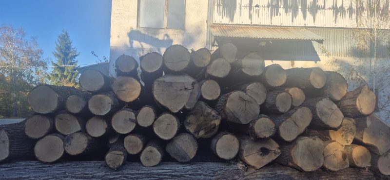 DREWNO DĘBOWE OKRĄGŁE W KORZE