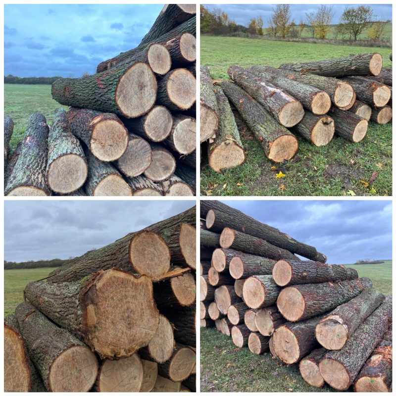 image DREWNO DĘBOWE OKRĄGŁE W KORZE  EUROEXPO-NET