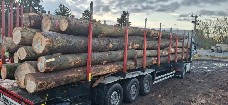 image DREWNO JESIONOWE OKRĄGŁE W KORZE  EUROEXPO-NET