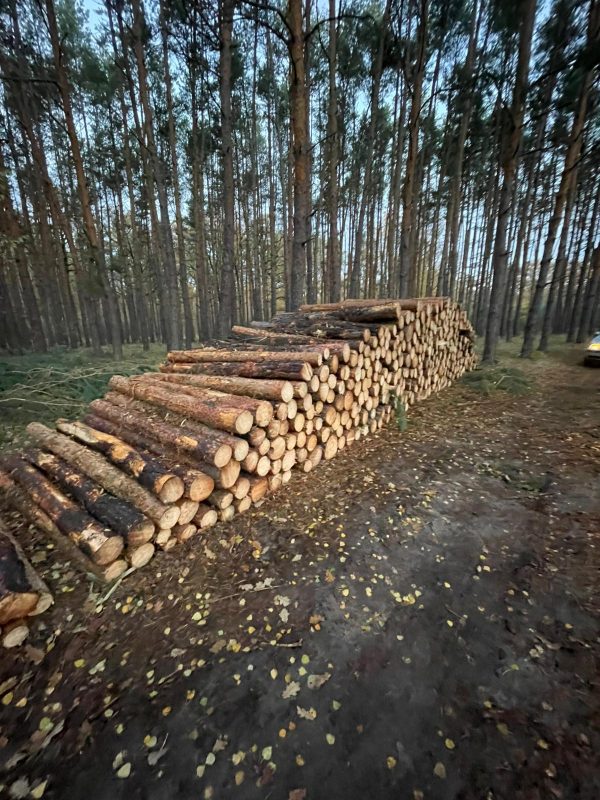 image DREWNO PALETOWE  EUROEXPO-NET