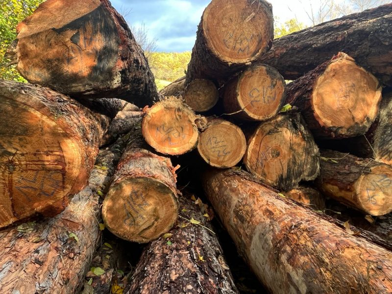 image DREWNO MODRZEWIOWE OKRĄGŁE W KORZE  EUROEXPO-NET