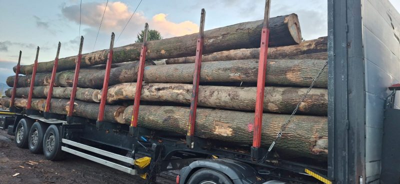 image DREWNO JESIONOWE OKRĄGŁE W KORZE  EUROEXPO-NET