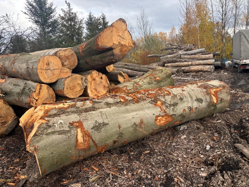 DREWNO BUKOWE OKRĄGŁE W KORZE 