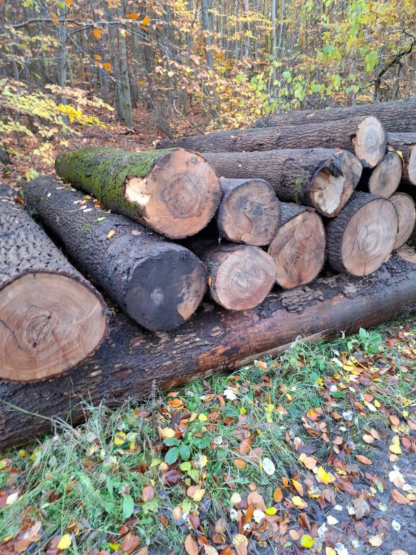 DREWNO JESIONOWE OKRĄGŁE W KORZE 