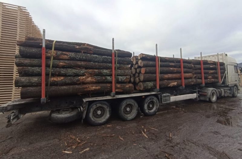 DREWNO DĘBOWE OKRĄGŁE W KORZE 