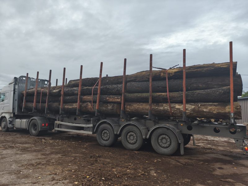 DREWNO DĘBOWE OKRĄGŁE W KORZE 