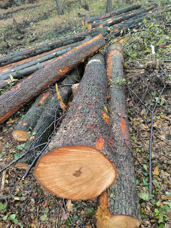 DREWNO OLCHOWE OKRĄGŁE W KORZE 