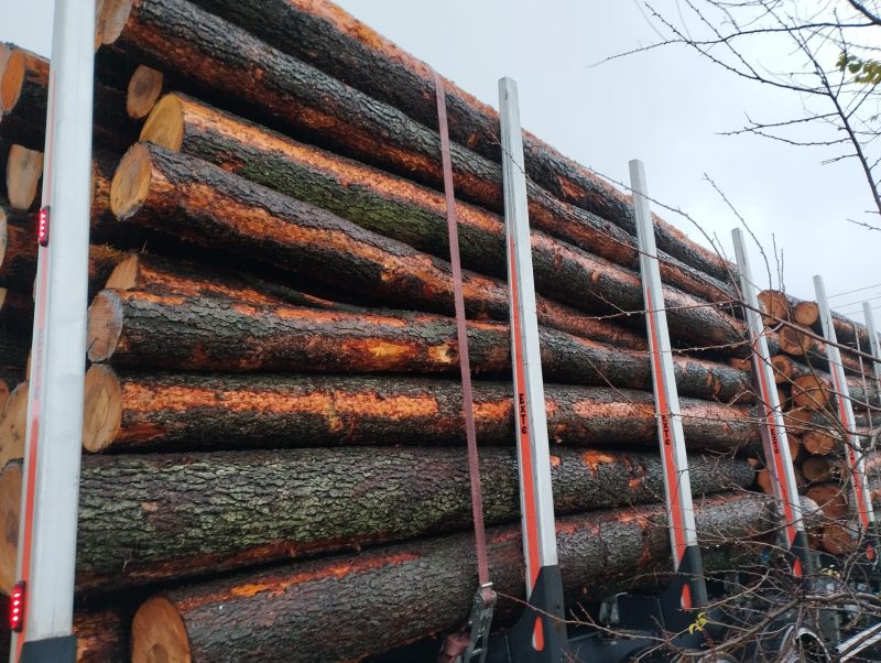 DREWNO OLCHOWE OKRĄGŁE W KORZE 