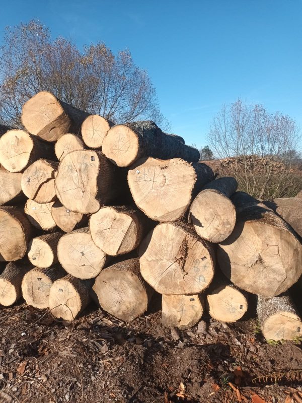 DREWNO JESIONOWE OKRĄGŁE W KORZE 