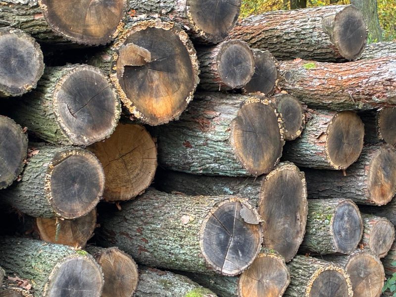 DREWNO DĘBOWE OKRĄGŁE W KORZE 