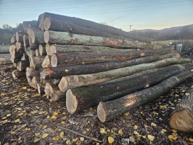 DREWNO DĘBOWE OKRĄGŁE W KORZE 