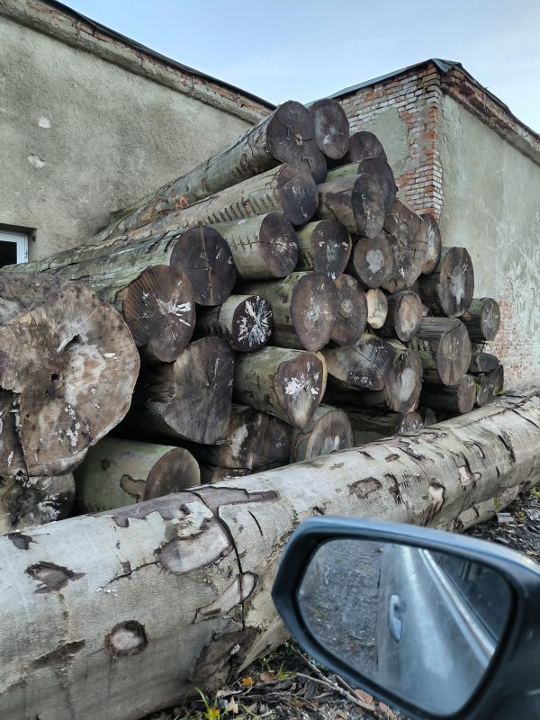 DREWNO BUKOWE OKRĄGŁE W KORZE 