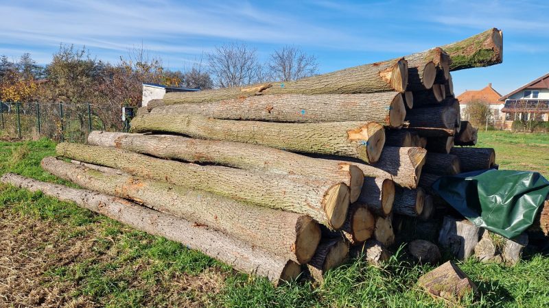 DREWNO DĘBOWE OKRĄGŁE W KORZE 