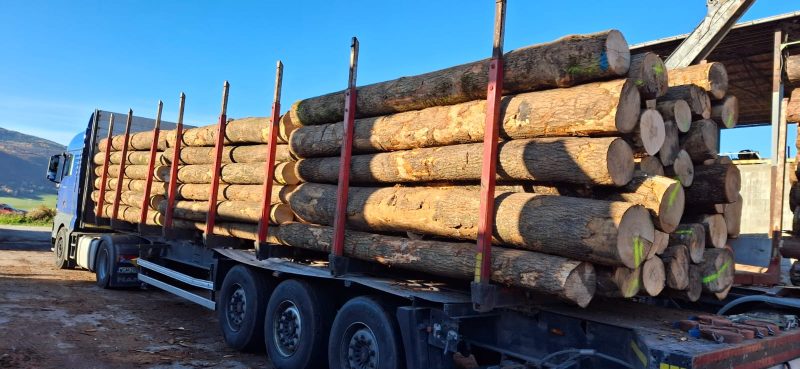 DREWNO JESIONOWE OKRĄGŁE W KORZE 