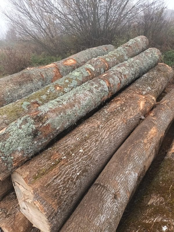 DREWNO JESIONOWE OKRĄGŁE W KORZE 