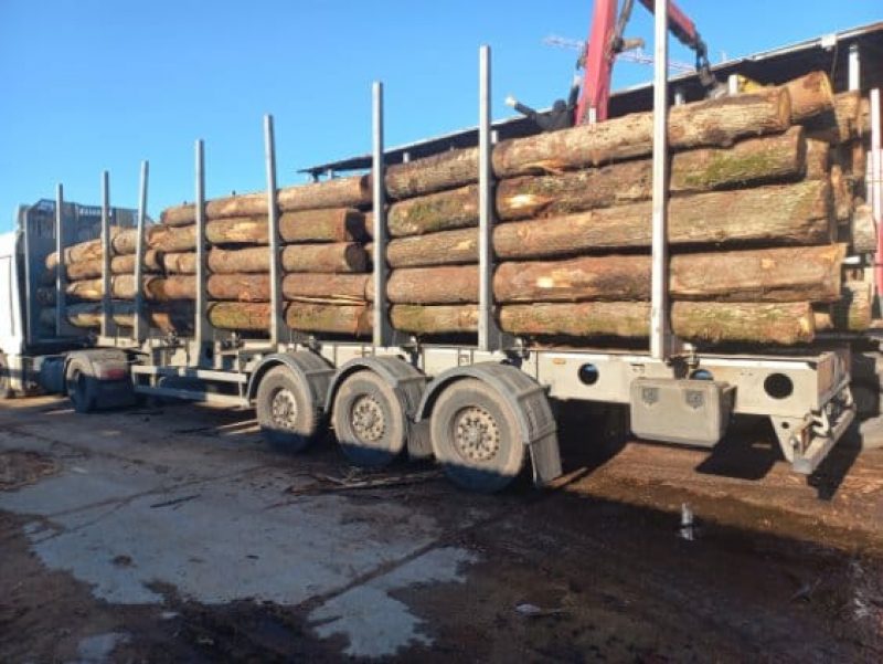 DREWNO DĘBOWE OKRĄGŁE W KORZE 