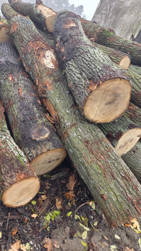 DREWNO DĘBOWE OKRĄGŁE W KORZE 