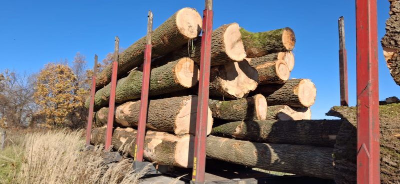 DREWNO JESIONOWE OKRĄGŁE W KORZE 