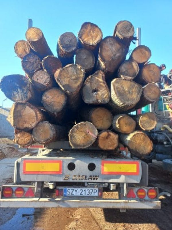 DREWNO DĘBOWE OKRĄGŁE W KORZE 