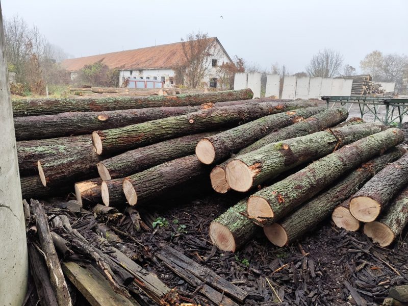 DREWNO DĘBOWE OKRĄGŁE W KORZE 