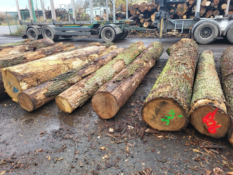 DREWNO DĘBOWE OKRĄGŁE W KORZE 