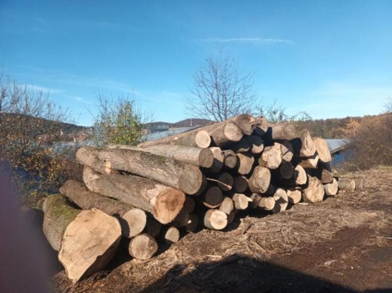 DREWNO JESIONOWE OKRĄGŁE W KORZE 