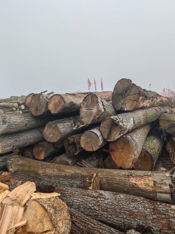 DREWNO DĘBOWE OKRĄGŁE W KORZE 