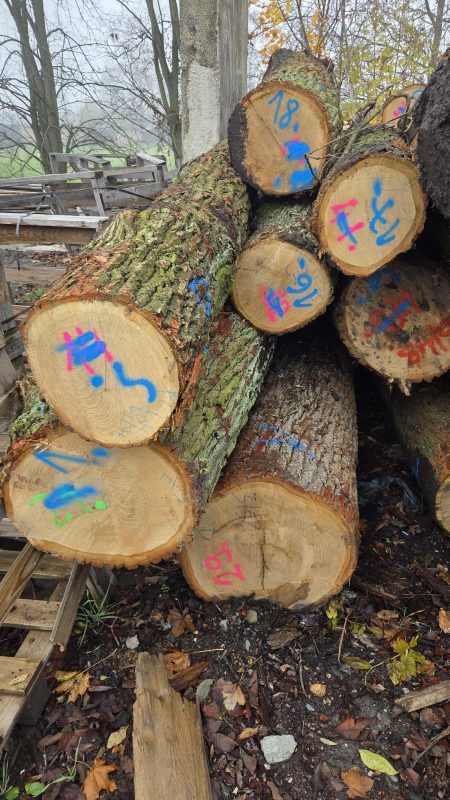 DREWNO DĘBOWE OKRĄGŁE W KORZE 