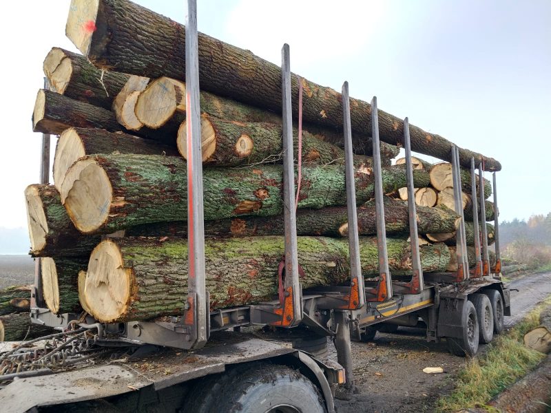 DREWNO DĘBOWE OKRĄGŁE W KORZE 