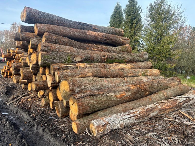 DREWNO DĘBOWE OKRĄGŁE W KORZE 