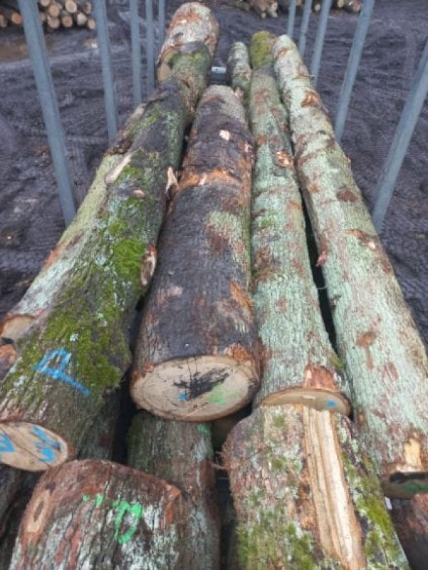 DREWNO DĘBOWE OKRĄGŁE W KORZE 