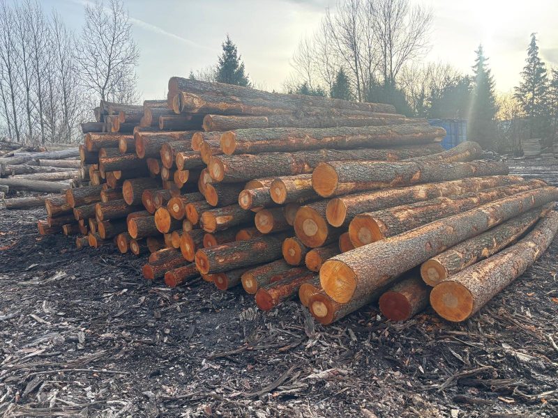 DREWNO OLCHOWE OKRĄGŁE W KORZE 