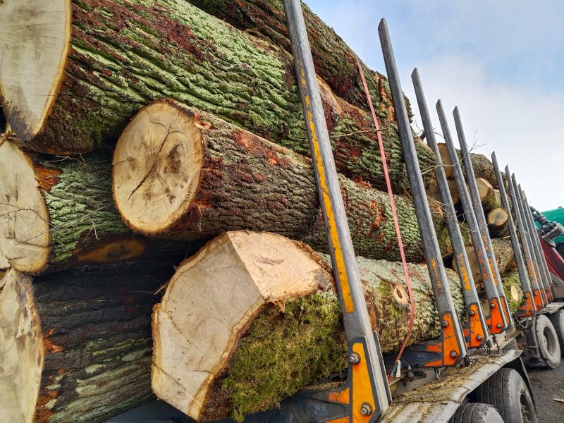 DREWNO DĘBOWE OKRĄGŁE W KORZE 