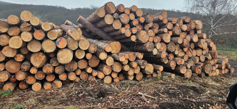 DREWNO SOSNOWE OKRĄGŁE W KORZE 