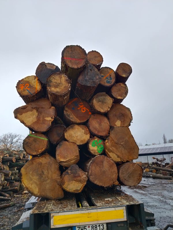 DREWNO DĘBOWE OKRĄGŁE W KORZE 