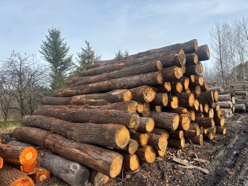 DREWNO DĘBOWE OKRĄGŁE W KORZE 