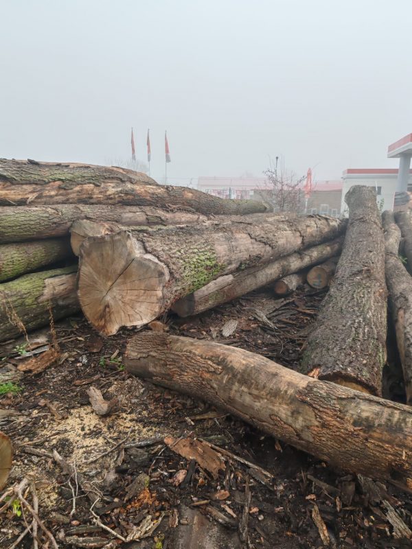 DREWNO DĘBOWE OKRĄGŁE W KORZE 