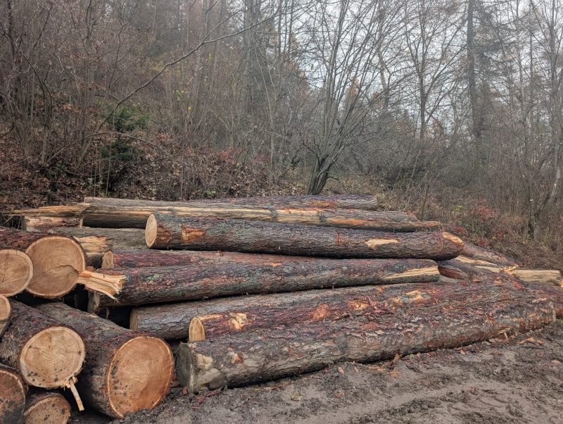 DREWNO MODRZEWIOWE OKRĄGŁE W KORZE 