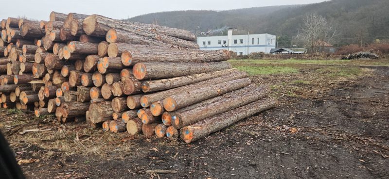 DREWNO SOSNOWE OKRĄGŁE W KORZE 