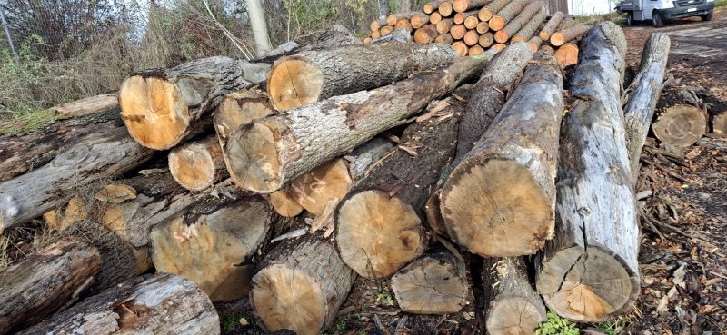 DREWNO DĘBOWE OKRĄGŁE W KORZE 