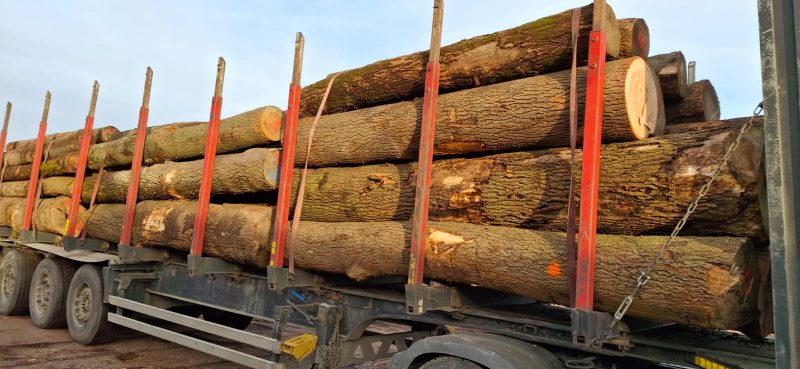 DREWNO JESIONOWE OKRĄGŁE W KORZE 