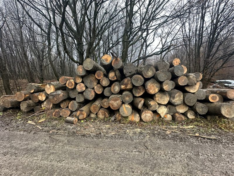 DREWNO JESIONOWE OKRĄGŁE W KORZE 