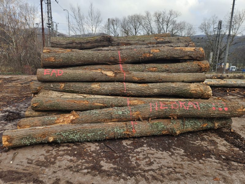 image DREWNO DĘBOWE OKRĄGŁE W KORZE  EUROEXPO-NET