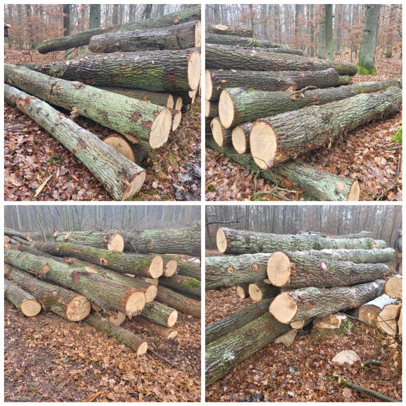 DREWNO DĘBOWE OKRĄGŁE W KORZE 