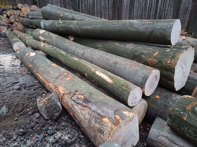 DREWNO BUKOWE OKRĄGŁE W KORZE 