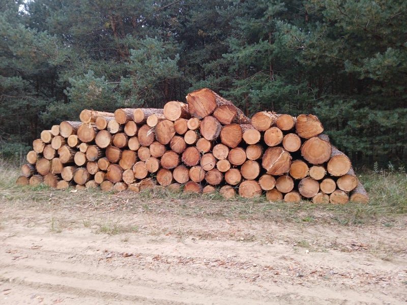 DREWNO SOSNOWE OKRĄGŁE W KORZE 