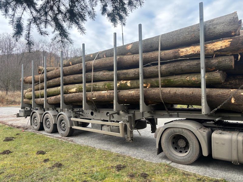 DREWNO JESIONOWE OKRĄGŁE W KORZE 