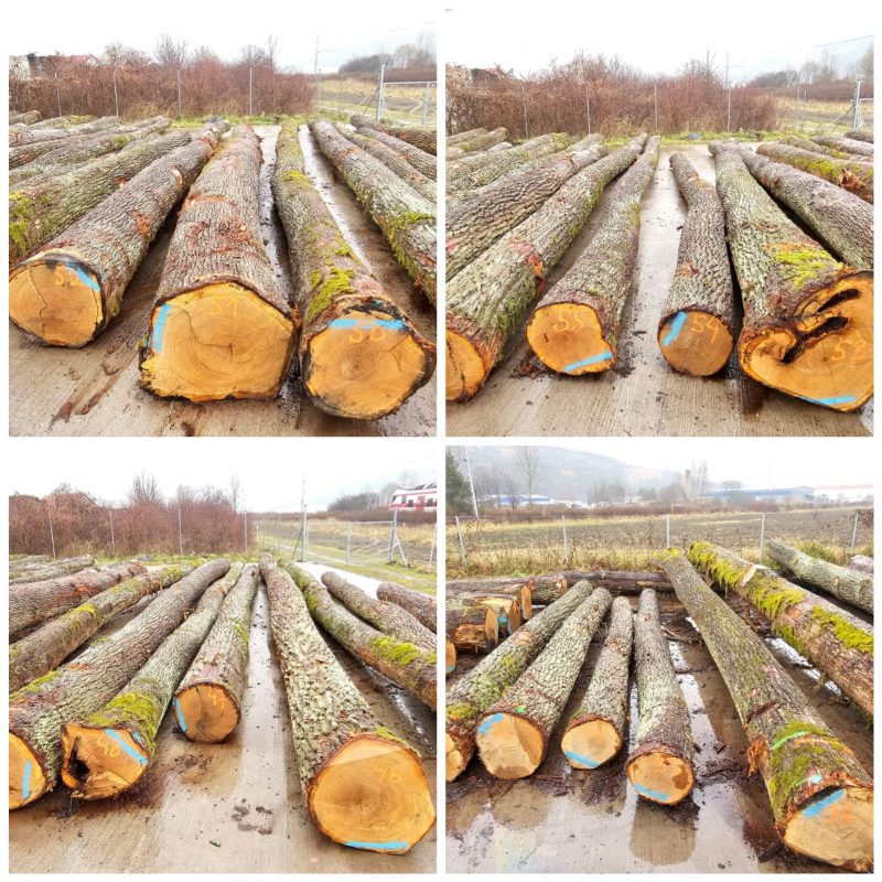 DREWNO DĘBOWE OKRĄGŁE W KORZE 