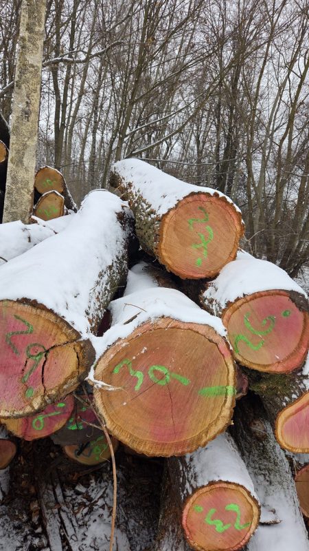 DREWNO DĘBOWE OKRĄGŁE W KORZE