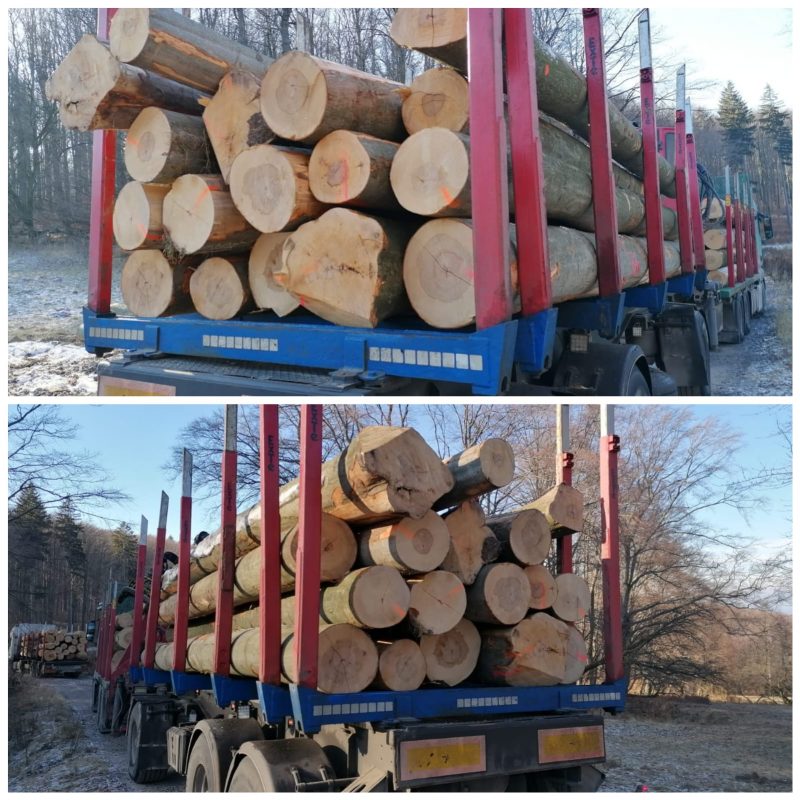 DREWNO BUKOWE OKRĄGŁE W KORZE 